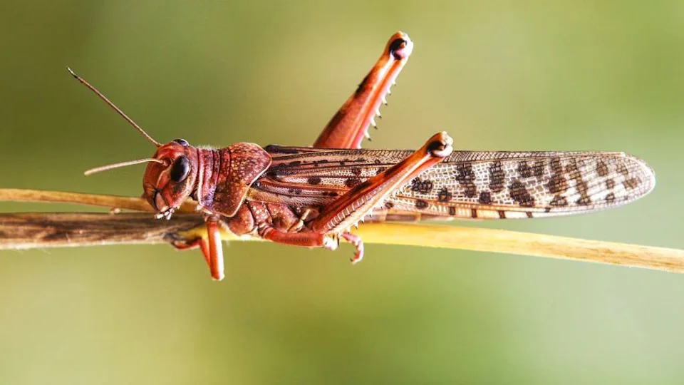 Cinco lecciones que los insectos pueden enseñarnos para tomar mejores decisiones