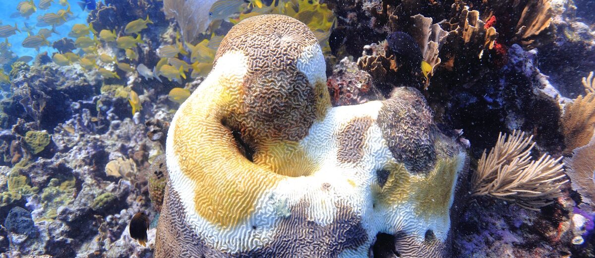 Los arrecifes de coral pierden terreno, pero aún pueden recuperarse: la ciencia pide actuar antes de que sea demasiado tarde