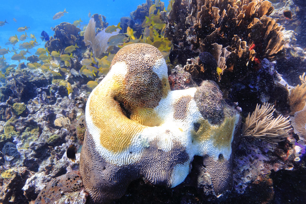 Los arrecifes de coral pierden terreno, pero aún pueden recuperarse: la ciencia pide actuar antes de que sea demasiado tarde