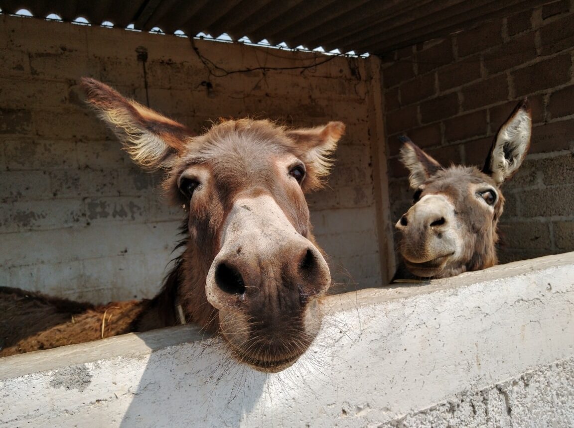 Del santuario de burros a las Grutas de Cacahuamilpa: los Paseos Culturales del INAH que vale la pena conocer en septiembre